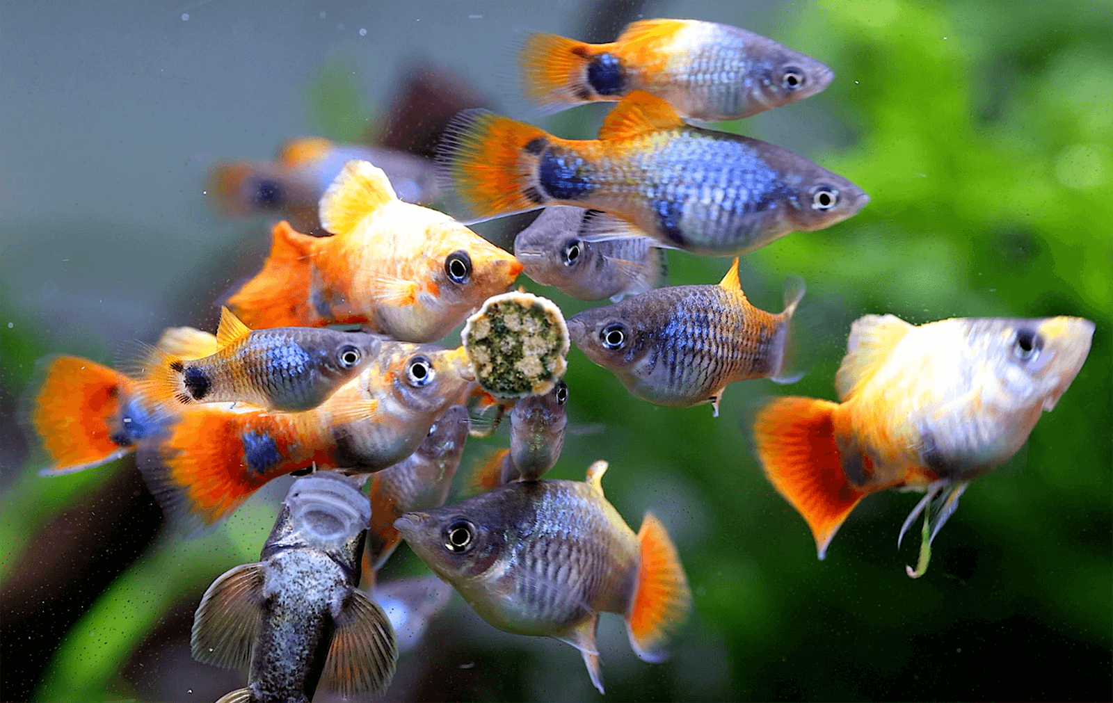 Bunte Aquarienfische fressen Futtertablette